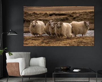 Sheep by Marije Zuidweg