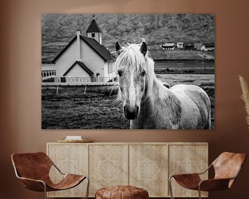 IJslands paard, Faeröer van Dennis Wardenburg