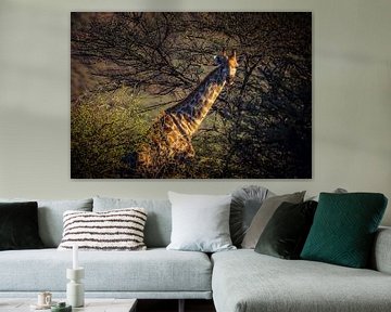 Giraffa Camelopardalis van Joris Pannemans - Loris Photography