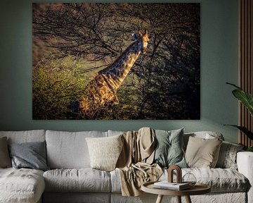Giraffa Camelopardalis van Loris Photography