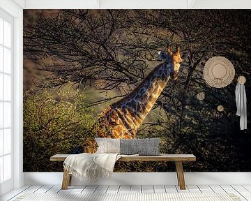 Giraffa Camelopardalis von Loris Photography