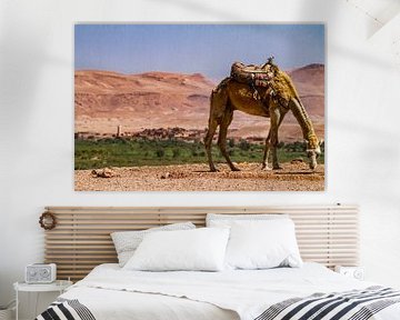 Kamel im Hohen Atlas, Marokko