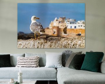 Möwe an der Stadtmauer im Fischerdorf Essaouira