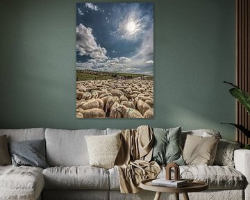 Sheep in the Noorderleeg near Hallum by Harrie Muis