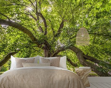 Old tree in the backlight by Harrie Muis