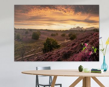 Schöner Sonnenuntergang an der Posbank, Niederlande, blühendes Heidekraut von Martin Podt