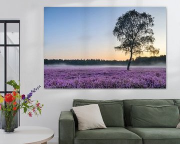 Sunrise over blossoming heath in the Veluwe nature reserve during summer by Sjoerd van der Wal Photography
