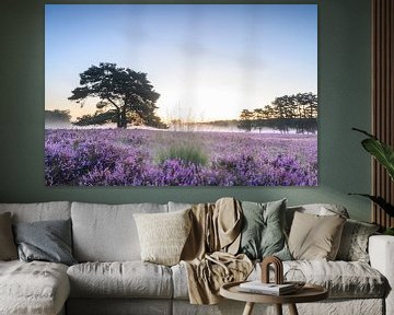 Zonsopgang over bloeiende heide op de Veluwe in de zomer