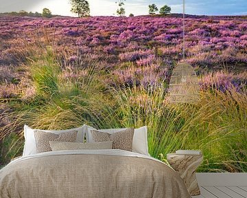 Sunrise over blossoming heath in the Veluwe nature reserve during summer