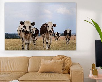Typisch nederlandse koeien kijken nieuwsgierig in de camera in een droog weiland. van Robin Verhoef
