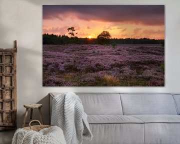 Sunset over the blooming heather by Cor de Hamer