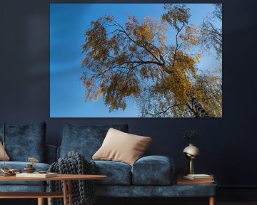 Birch with golden leaves by Diana Mets