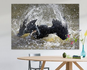 Cormorant splashes in the water