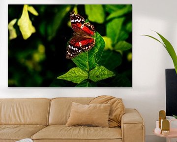 Prachtige rode tropische vlinder in de Amazone in Peru van John Ozguc
