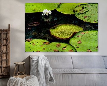 Tropische Lotus in de Amazone van John Ozguc