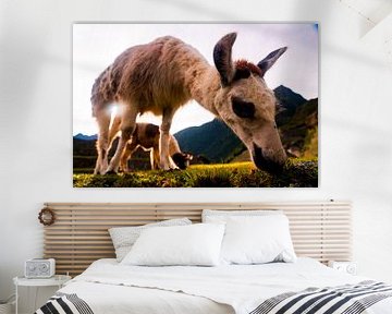 Grazing llamas in Machu Picchu by John Ozguc