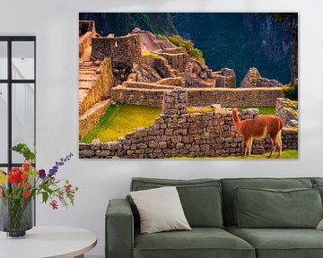 Lama geniet van uitzicht in Machu Picchu van John Ozguc