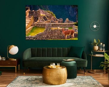 Lama apprécie les vues sur le Machu Picchu sur John Ozguc