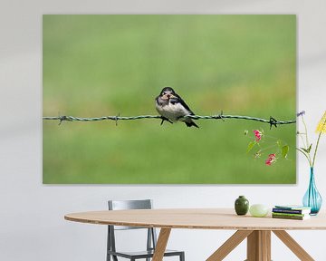 Swallow on barbed wire by Susan Dekker