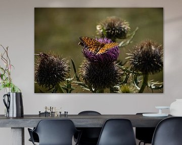 Schmetterlinge auf dem Monte Baldo