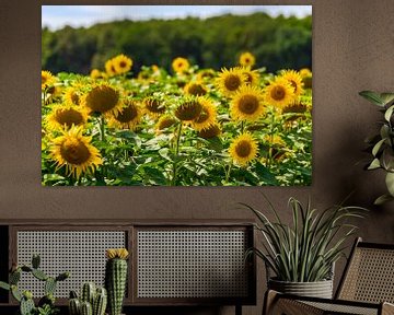 Sonnenblumen im Loiretal. von Easycopters