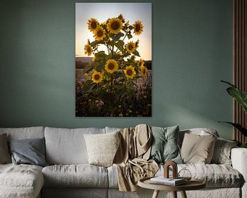 Sonnenblume Sunflower von Marlen Rasche