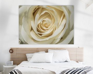 Weiße Rose in Nahaufnahme von Gert Hilbink