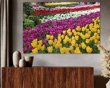 Tulpen in Nederland van Jolene van den Berg