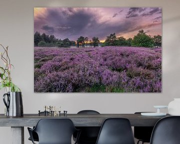 Bloeiende heide bij Den Treek in Leusden