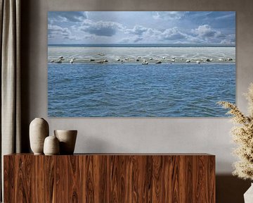 Robben Wattenmeer Terschelling von Sara in t Veld Fotografie