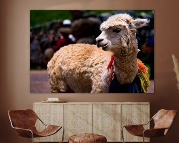 Cheerful decorated llama in Cuzco, Peru by John Ozguc