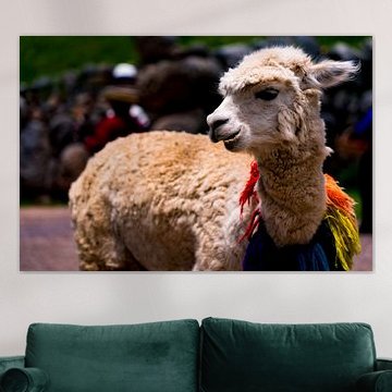 Freundlich dekoriertes Lama in Cuzco, Peru von John Ozguc