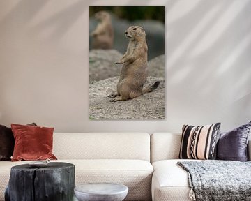 Prairie dog by Maarten Verhees