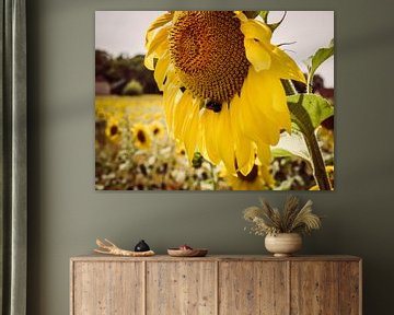 Sonnenblume mit Biene von Art By Dominic