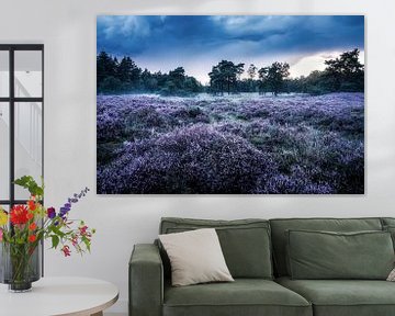 Heathland in Den Treek-Henschoten by Dannis van der Heiden