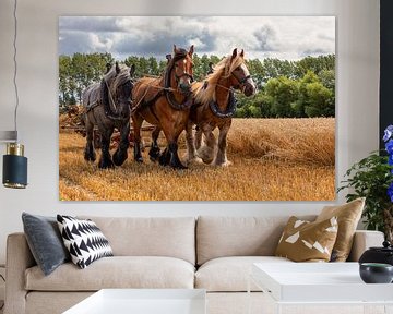 Trekpaarden oogsten op traditionele wijze tarwe van Bram van Broekhoven