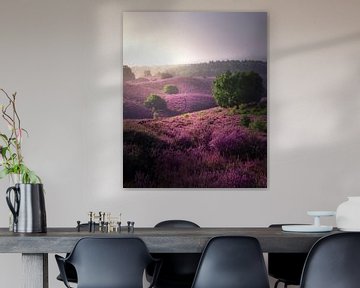 Purple heather on the Posbank by Rob Visser