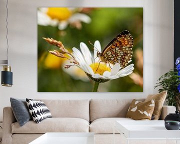 A beautiful forest pearl butterfly on a daisy by Marjolein Fortuin