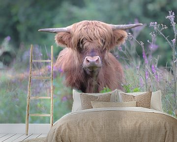 Schotse Hooglander van Karin van Rooijen Fotografie