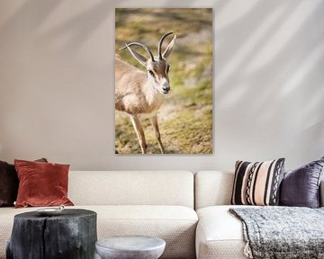 Baby Antelope by Leen Van de Sande
