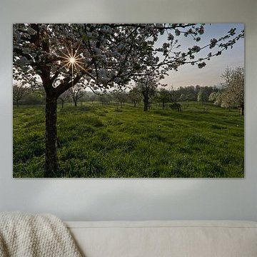 un verger plein de fleurs