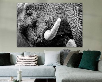 Nahaufnahme Elefant von Leen Van de Sande