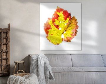 Grape leaf in autumn by Fionna Bottema