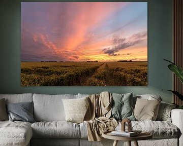 Sunset over Wheatfield in Holland by Menno van der Haven