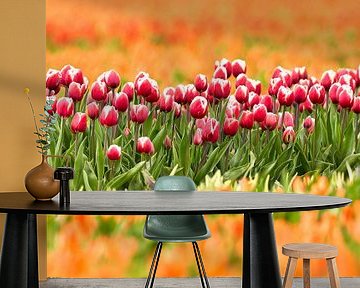 een rij Rode tulpen in een oranje tulpenveld van eric van der eijk