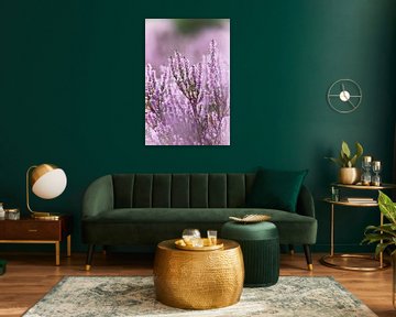 Purple flowering heather - 1 by Steven Marinus