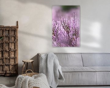 Violettes Heidekraut in Blüte - 1 von Steven Marinus