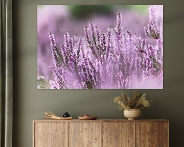 Purple flowering heather - 2 by Steven Marinus