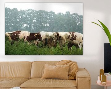 Vaches sous la pluie