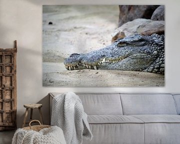 Crocodile by Marieke Peters-Brugmans